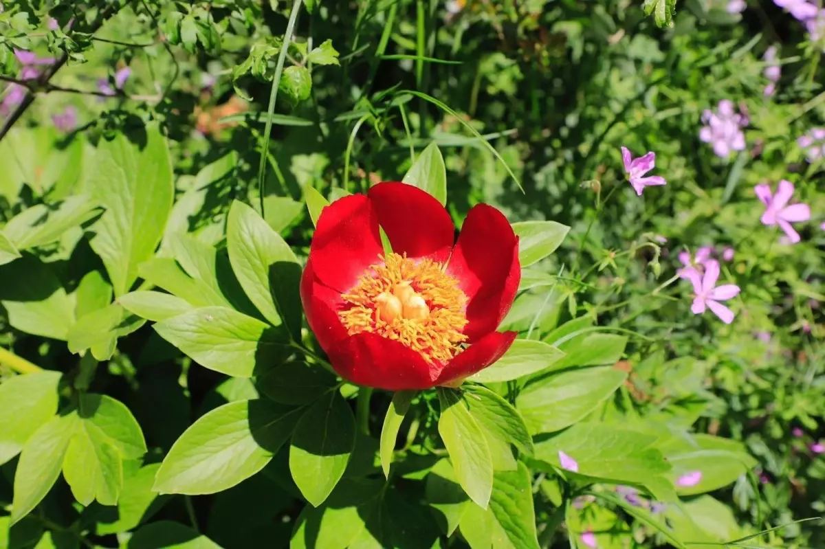 İstanbul'da sadece Şile'de yetişiyor! Şakayık çiçeğini koparmanın cezası 110 bin TL