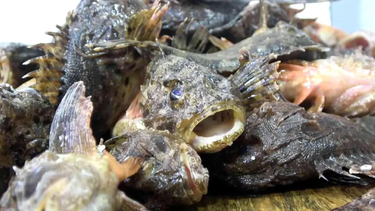 Dışı zehirli, içi lezzetli! İskorpit balığının kilosu 150 liradan satılıyor