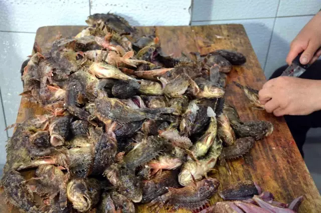 Dışı zehirli, içi lezzetli! İskorpit balığının kilosu 150 liradan satılıyor