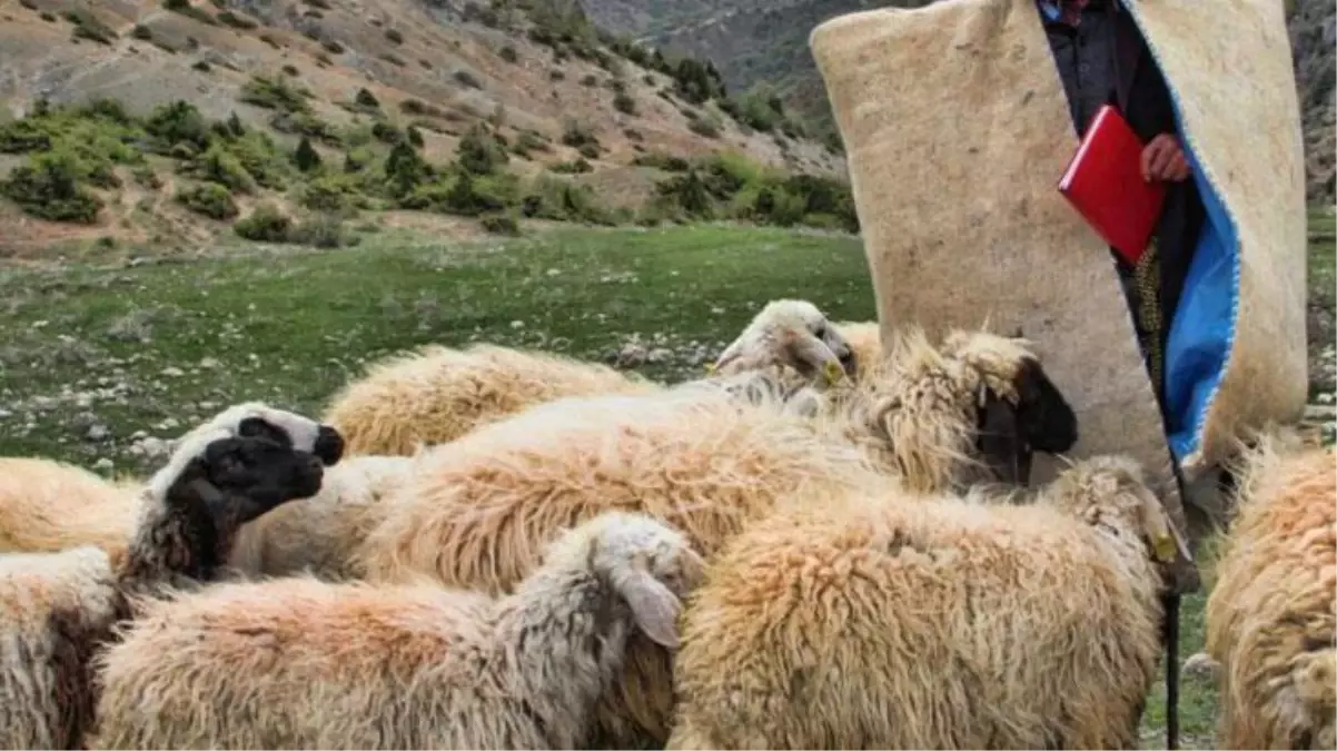 Koyunların arasında hareketsiz yatarken bulundu! Çoban'ın sır ölümü merak yarattı