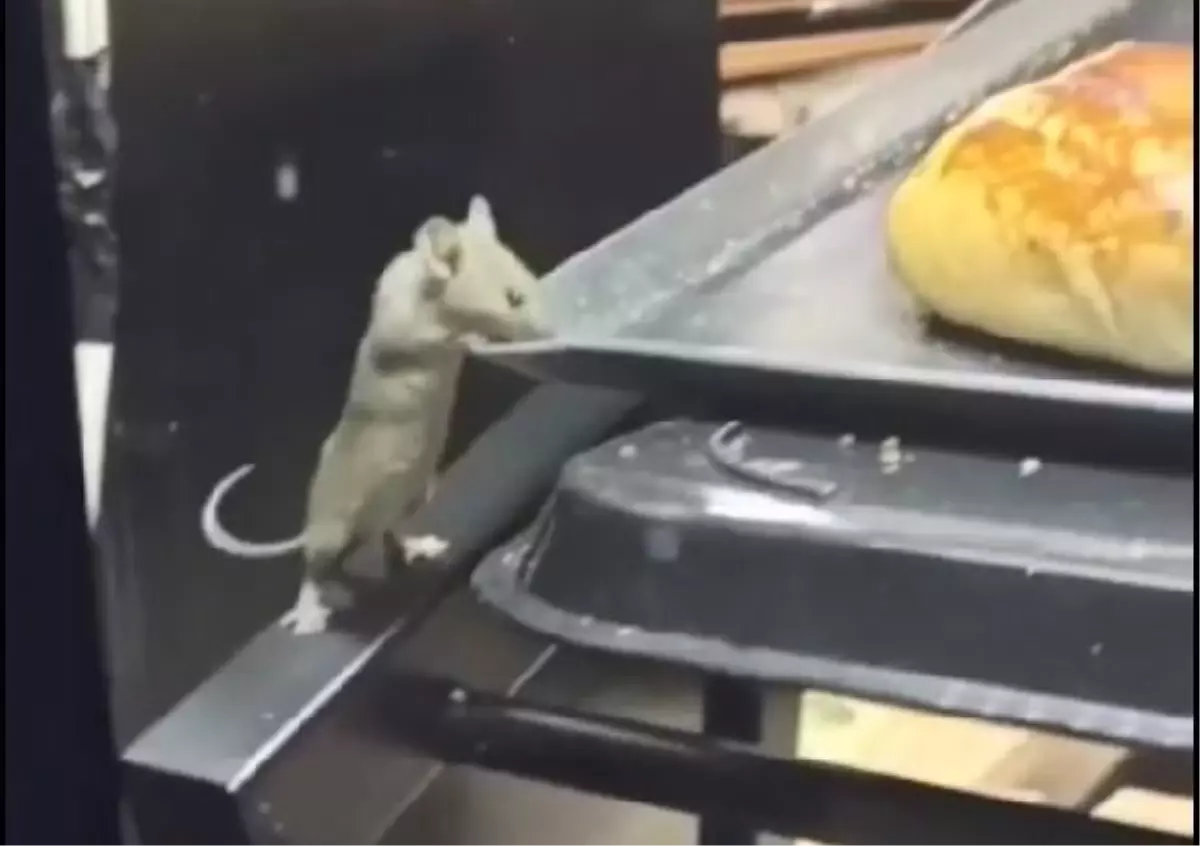 Görüntü Kocaeli'de bir dinlenme tesisinde çekildi! Poğaçaların arasında fare dolaşan kafeye inceleme