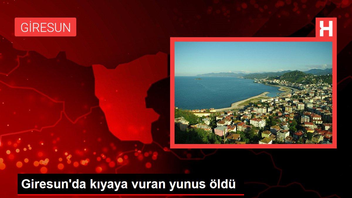 Son dakika haber! Giresun'da kıyaya vuran yunus öldü