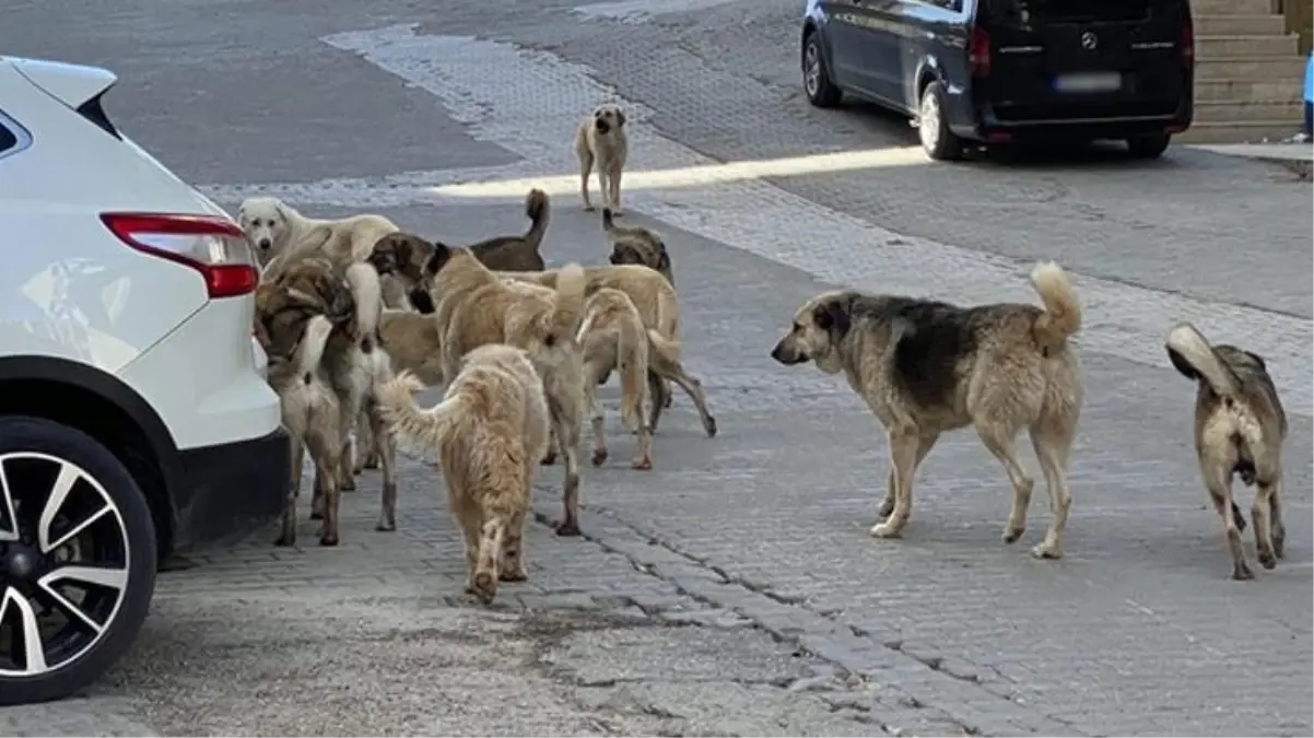Adana'da sahipsiz köpeklerden uzaklaşırken düşen kişi yaşamını yitirdi