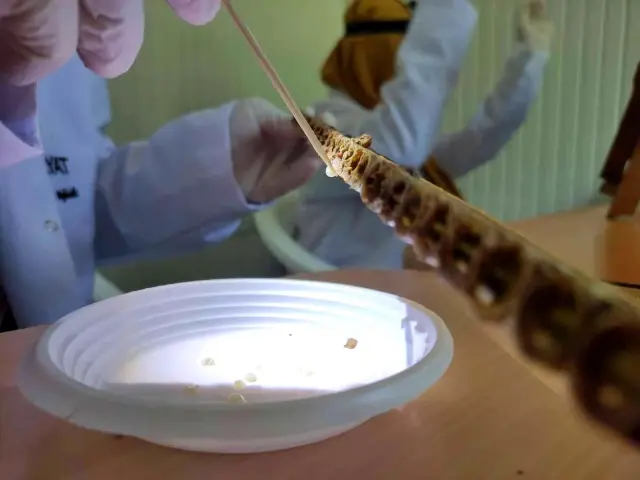 Kilosu 10 bin liradan satılıyor...Siparişlere yetişemiyor Kilosu 10 bin liradan satılıyor...Siparişlere yetişemiyor