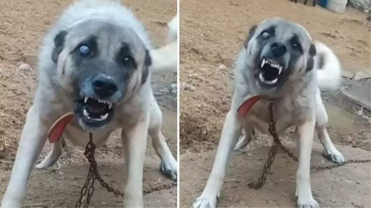 Koyunların yanına sinek bile yaklaştırmıyor! Kör kangal dünyanın dilinde