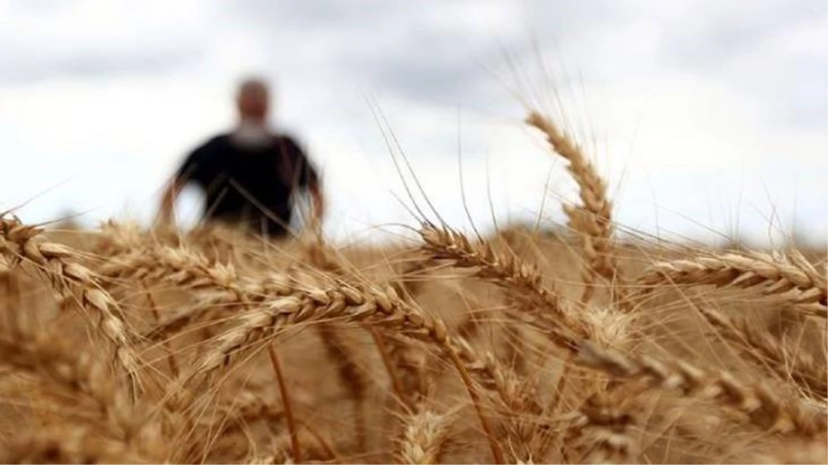 Türkiye’nin Hindistan’dan buğday ithal etmeye başladığı iddialarına Bakanlıktan yalanlama