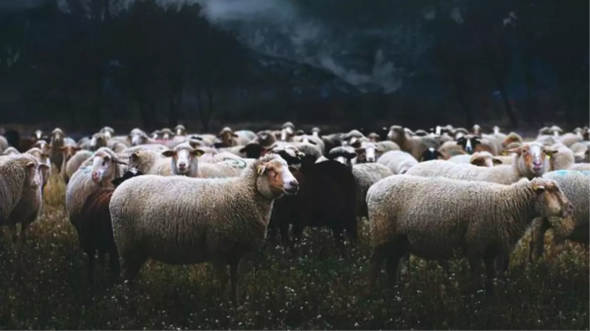 Çoban kafasını gökyüzüne kaldırınca dehşete düştü! Kaşla göz arasında tüm koyun sürüsü küle döndü