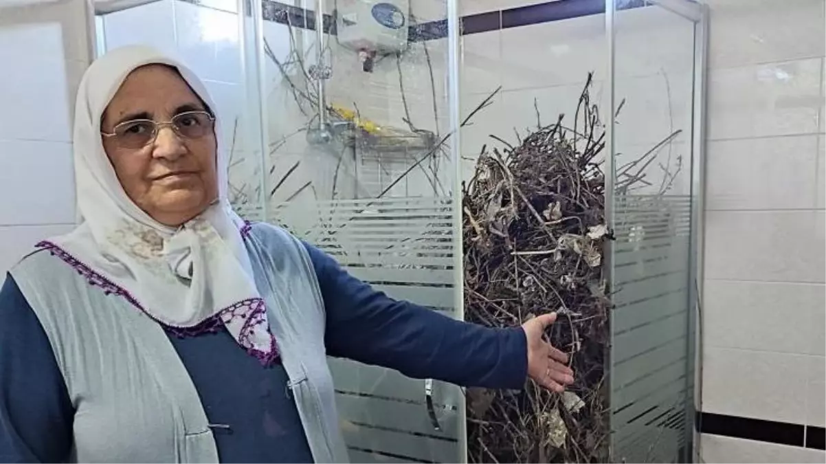 Ev sahibi şaşkın! Kargalar, 2 yıldır boş duran evin banyosunu çöp ve dallarla doldurdu