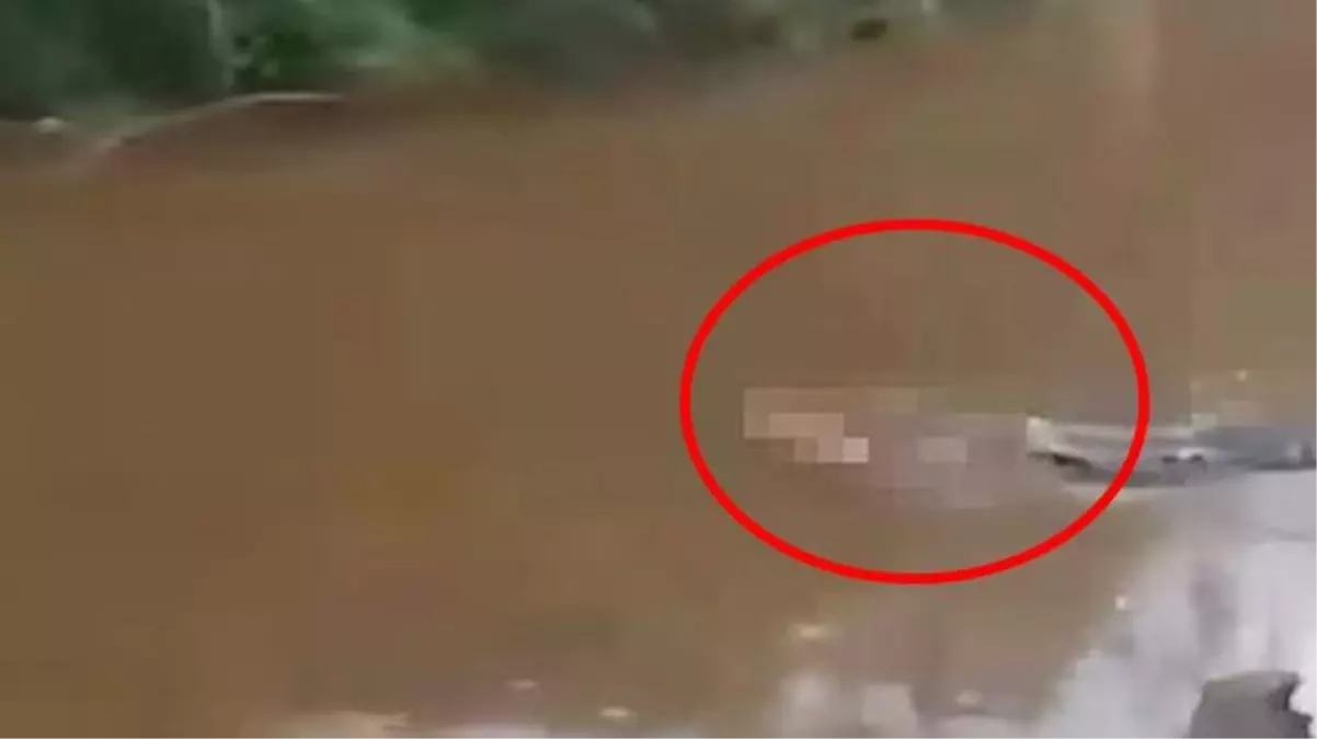 Nehirden aniden fırlayan timsah, balıkçıyı ikiye böldü! Ağzındaki kemiklerle ağır ağır uzaklaştı