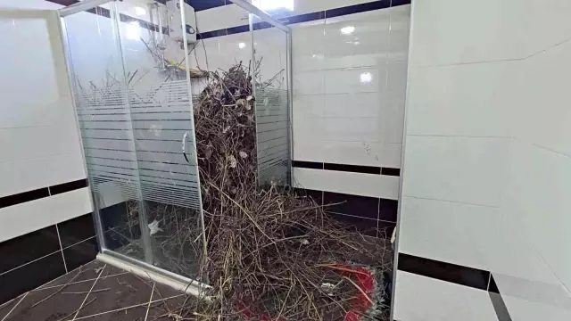 Sakarya'da şaşırtan olay: Kargalar evi bakın ne hale getirdi