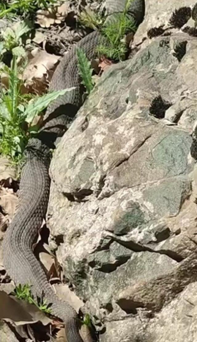 3 metrelik dev yılan paniği! Korkuya kapılan vatandaş o anları kayda aldı