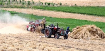 Mısır'da Yerel Buğday Üretimi Devam Ediyor