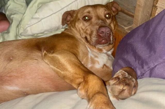 Yatakta uyuyan karısına sarıldığını sandı, karşısındakiyle göz göze gelince korkudan titredi Yatakta uyuyan karısına sarıldığını sandı, karşısındakiyle göz göze gelince korkudan titredi