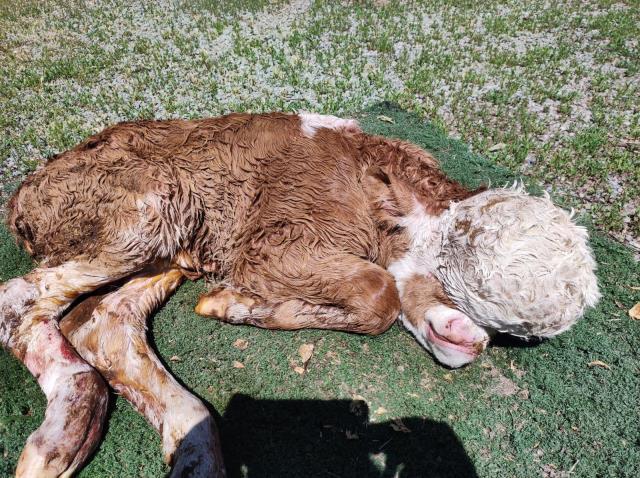 Ahıra giren çiftçi, başsız doğan buzağıyı görünce dakikalarca kendisine gelemedi Ahıra giren çiftçi, başsız doğan buzağıyı görünce dakikalarca kendisine gelemedi
