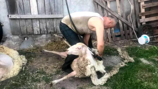 Bir günde 100 koyun kırkıyorlar! Günlük kazançları 2 bin lira Bir günde 100 koyun kırkıyorlar! Günlük kazançları 2 bin lira