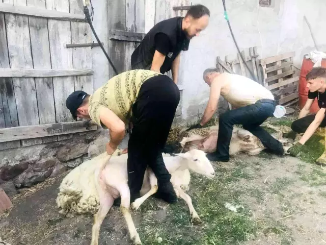 Bir günde 100 koyun kırkıyorlar! Günlük kazançları 2 bin lira Bir günde 100 koyun kırkıyorlar! Günlük kazançları 2 bin lira