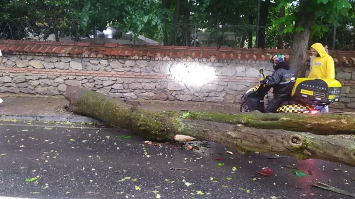 İstanbul'da yağış başladı, korkutan ilk haber Kadıköy'den geldi! Dev ağaç yolu kapattı