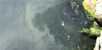 Kanlıca Sahilinde suyun rengi değişti: Kanalizasyon borusu patladı iddiası