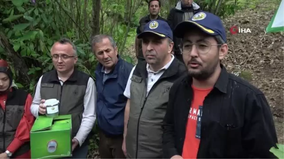 Katil gal arısında tehlike büyüyor, Zonguldak'ta bin 20 terminatör böcek doğaya salındı