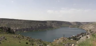 ŞANLIURFA - 'Karagül diyarı' Halfeti 'yeşil gül' ile de anılmak istiyor