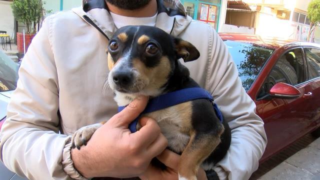 Havladı diye köpeğe bıçakla saldırdı, gerçek ortaya çıkınca kimse şikayetçi olmadı