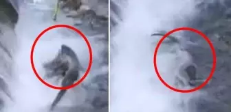 Görüntü Zonguldak'tan! Su samuru, dereden fırlayıp aldığı ördeği önce boğdu sonra yedi