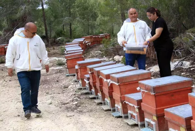 Milyonlarca arının gram gram topladığı polende ilk hasat gerçekleştirildi! Kilosu 400 TL'den satılıyor