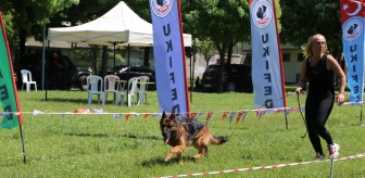'Uluslararası Köpek Irkları Marmara Cup Yarışması' yapıldı