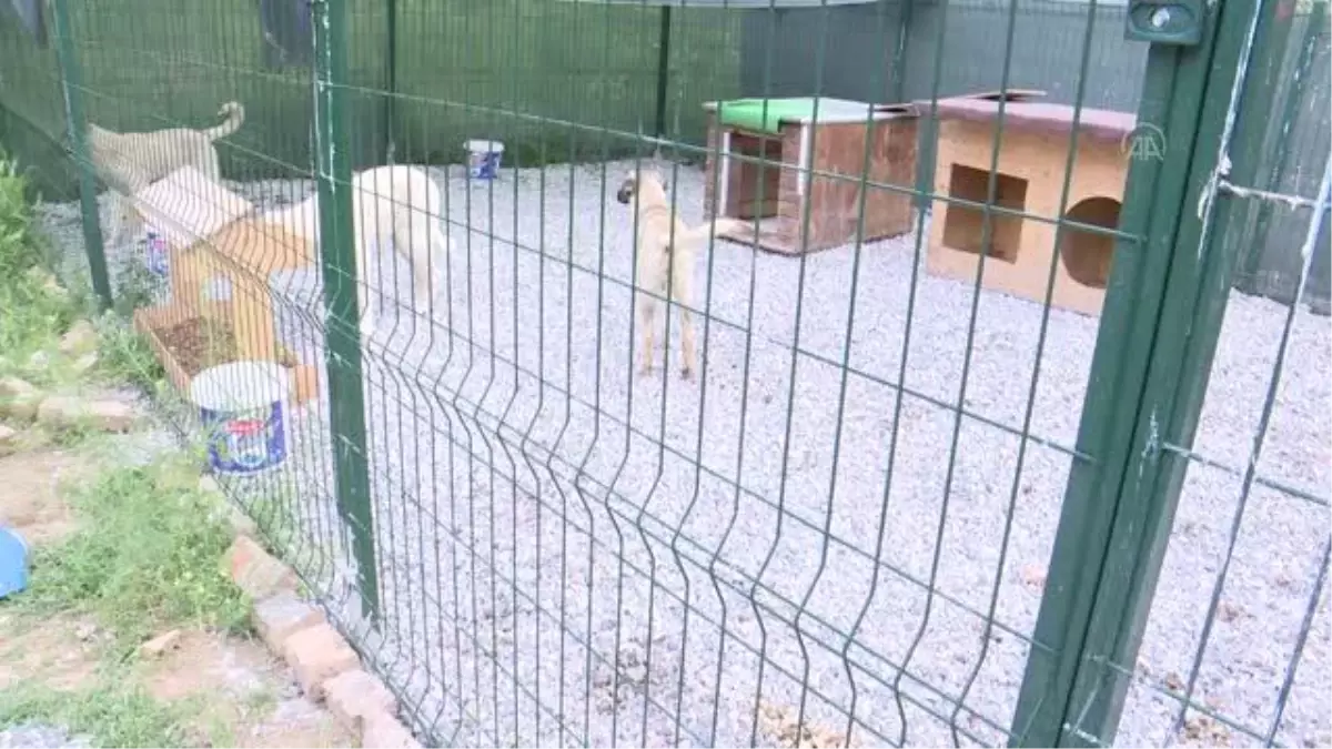 Zehirlendikleri iddia edilen 9 yavru köpekten 2'si telef oldu