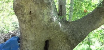250 yıllık çınar ağacı için koruma talebi