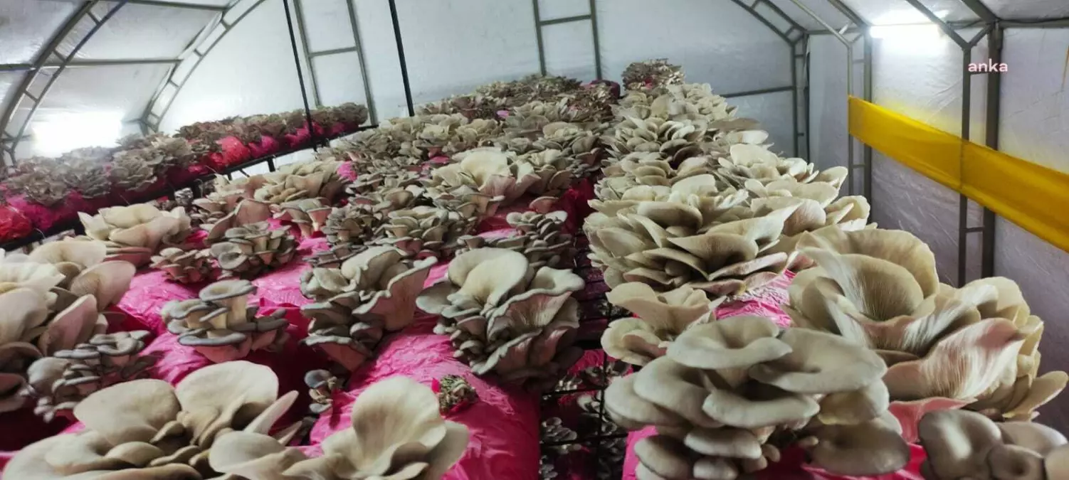 İzmit Belediyesi, Vatandaşları İstiridye Mantarı ile Buluşturuyor