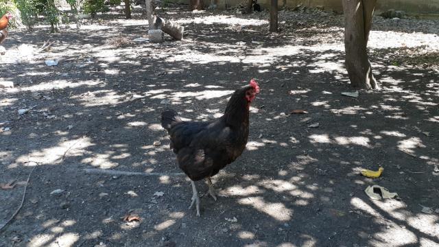 Kümeste tavuğun altındaki yumurtayı gören adam panikledi: Korkup oğlumu çağırdım