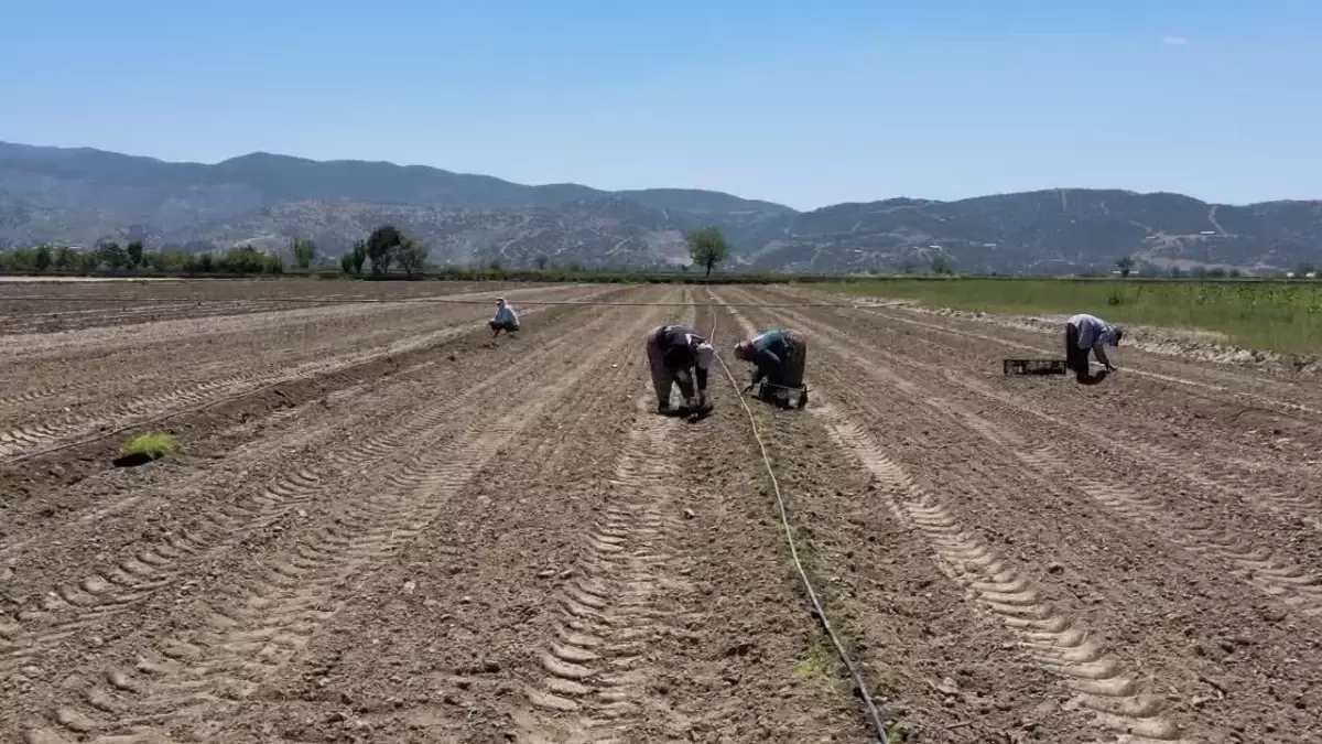 Efeler Belediyesi'nin Yetiştirdiği Tarım Ürünlerine Kuşkonmaz da Eklendi