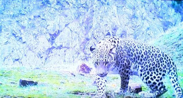 Görüntü Türkiye'den! Neslinin yok olduğu düşünülen Anadolu leoparı yıllar sonra yeniden görüldü Görüntü Türkiye'den! Neslinin yok olduğu düşünülen Anadolu leoparı yıllar sonra yeniden görüldü