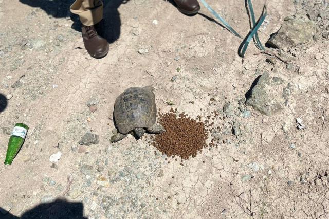 Polisin bir kaplumbağanın yolun karşısına geçmesine yardım etmesi kameraya yansıdı
