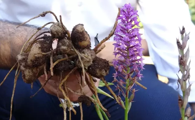 Tazesinin kilosu 300, tozu bin 800 TL Tazesinin kilosu 300, tozu bin 800 TL