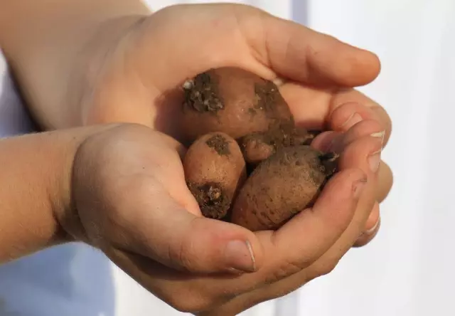 Tazesinin kilosu 300, tozu bin 800 TL Tazesinin kilosu 300, tozu bin 800 TL