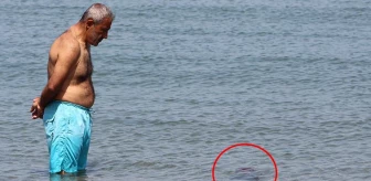 Tekirdağ kıyılarında da görülen denizanası türüyle ilgili uzmanlardan uyarı: Ne ölüsüne ne de dirisine dokunmayın