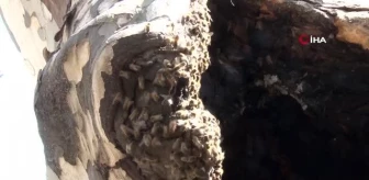 Pendik'te şaşırtan görüntü: arılar ağaç kovuğuna yuva yaptı