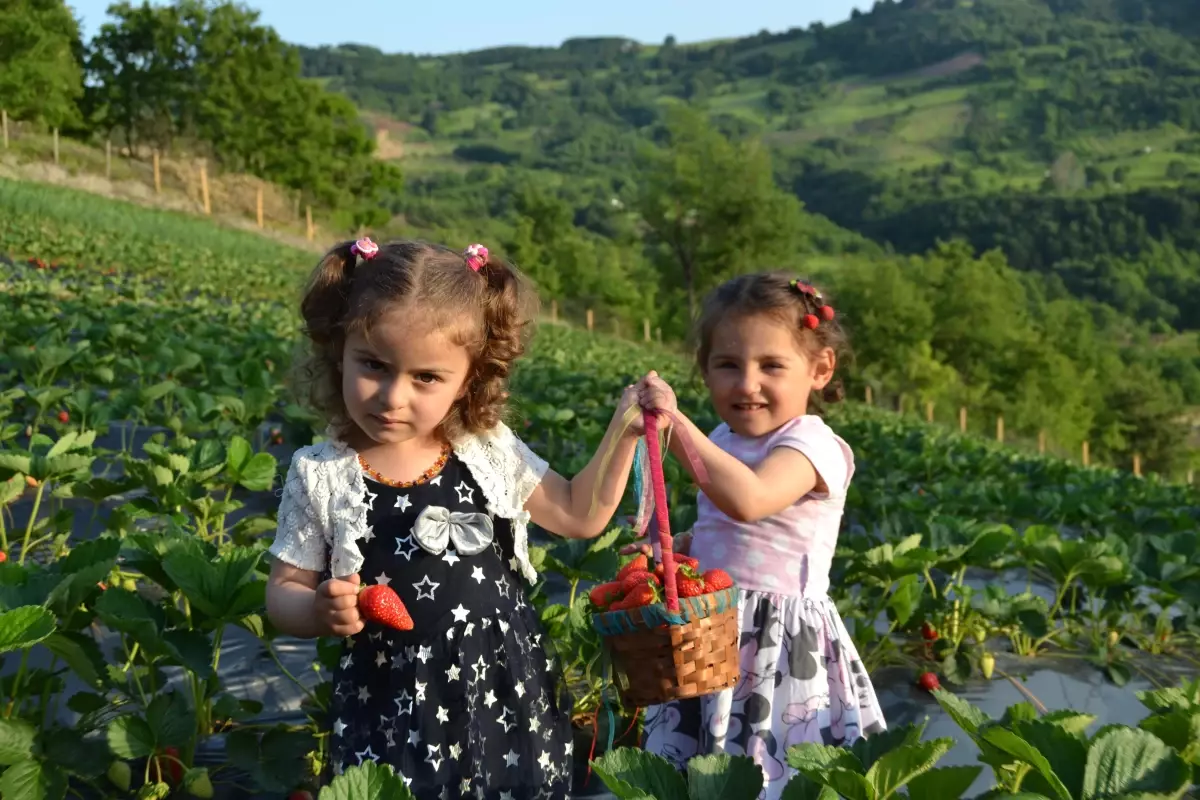 Yediveren 'Sermayecik çileği'nde hasat başladı