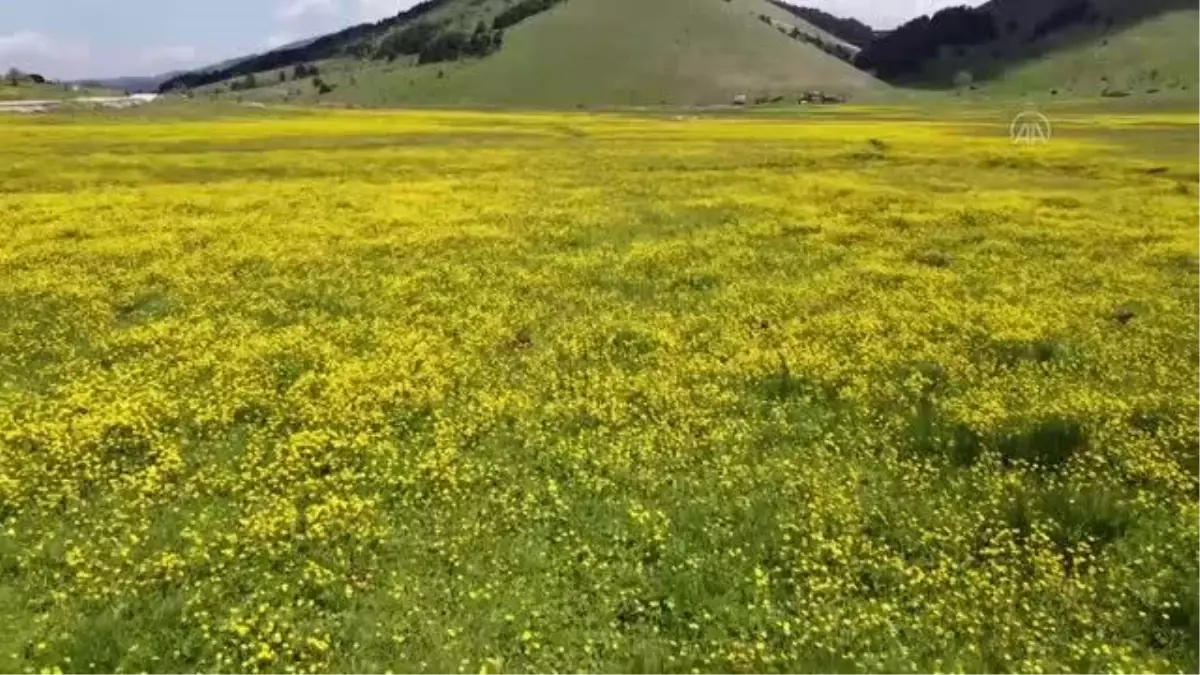 Papatya ve düğün çiçekleri, Bolu yaylalarını renklendirdi
