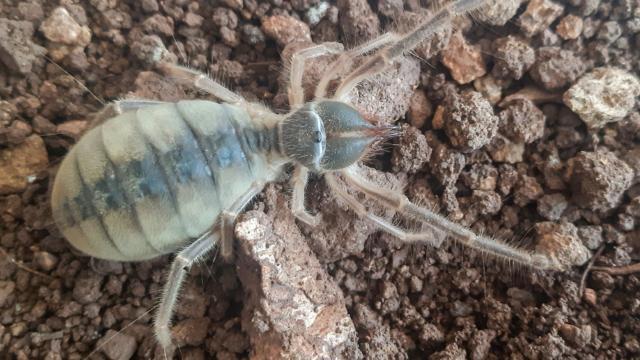 Türkiye'de korkulu rüya olan Böğ geri döndü! Botla basılsa bile çare etmiyor, karanlıkta ortaya çıkıp ısırdığı yerden koca et koparıyor