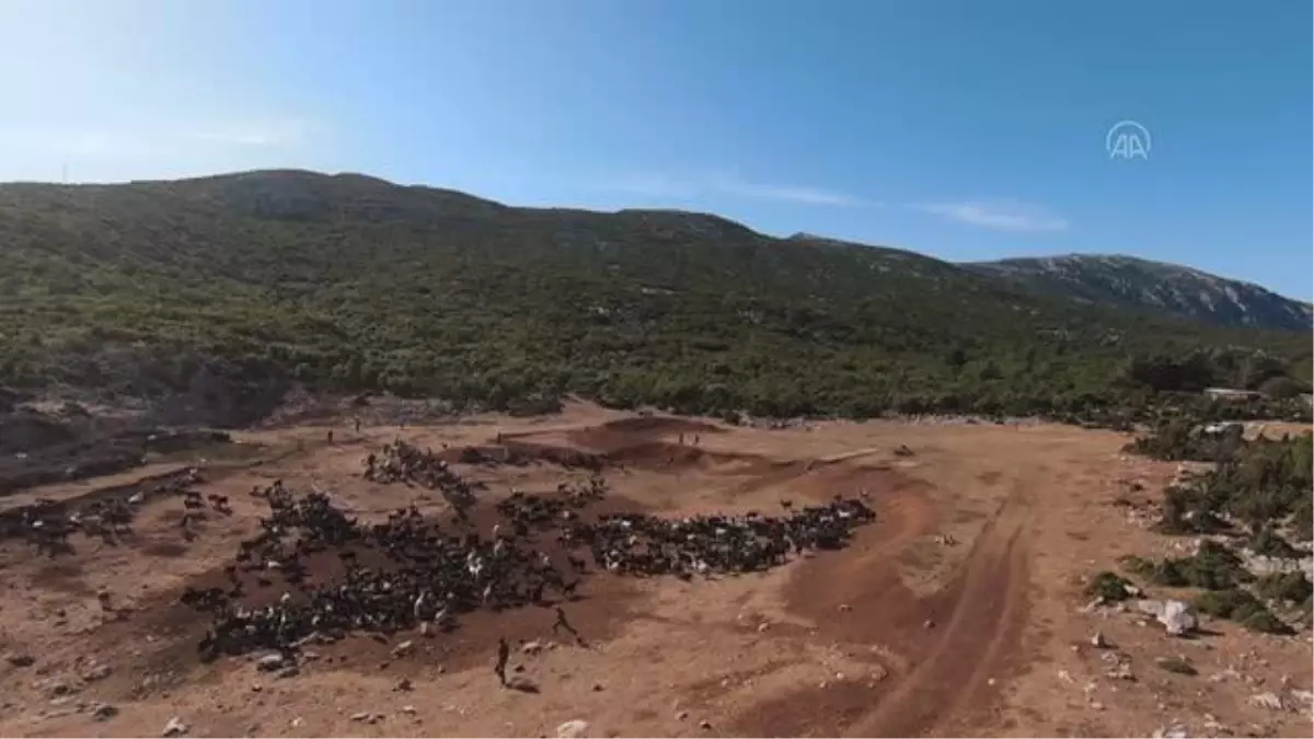 Keçi üreticilerinin deniz manzaralı yaylalara yolculuğu başladı