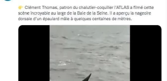 Seine Nehri'nde mahsur kalan katil balina için hoparlörlü drone'dan balina sesi yayılacak