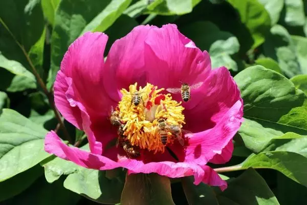 Andırın'da şakayıklar açtı; koparmanın cezası 109 bin TL