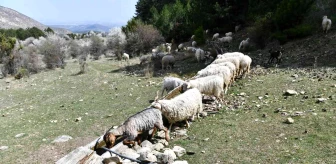 Ankara Büyükşehir'den Hayvancılık Yapan Çiftçilere Sıvat Desteği