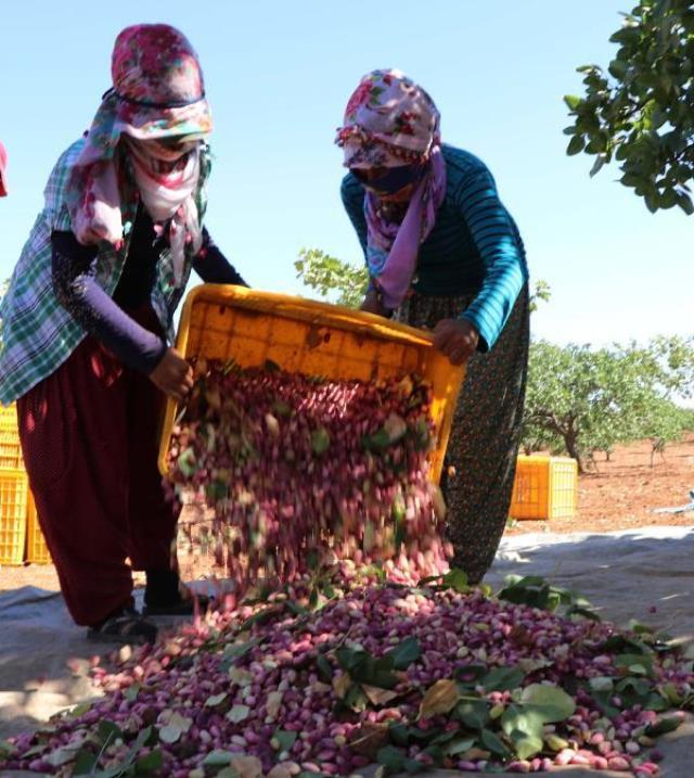 Antep fıstığı kilosu ne kadar 2022? Antep fıstığı fiyatları ne kadar? 1 kg antep fıstığı ne kadar?