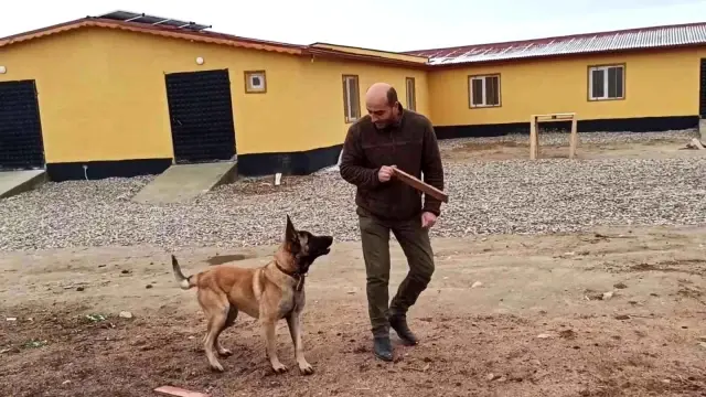 Tavuk çiftliğini koruması için satın aldığı genetiğiyle oynanmış kurt köpeği boğazına saldırıp, parmağını kopardı Tavuk çiftliğini koruması için satın aldığı genetiğiyle oynanmış kurt köpeği boğazına saldırıp, parmağını kopardı