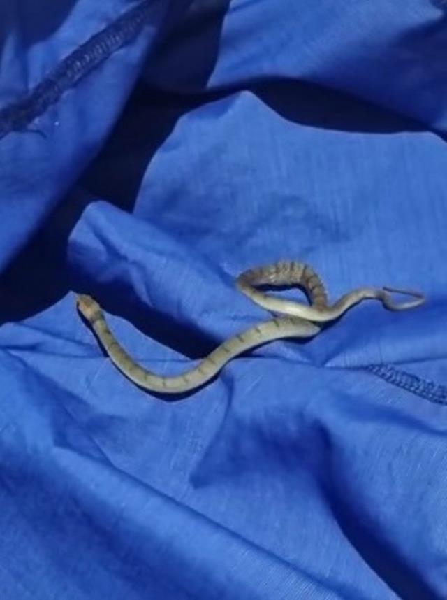 Dünyanın en ölümcül yılanı sıcaklara dayanamayıp yuvasından çıktı! Tüm zehrini ilk gördüğü kişiye akıttı Dünyanın en ölümcül yılanı sıcaklara dayanamayıp yuvasından çıktı! Tüm zehrini ilk gördüğü kişiye akıttı