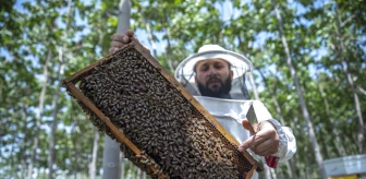 İran'dan ithal edilen kraliçe arılar Irak'ta bal üretiminde kaliteyi düşürüyor
